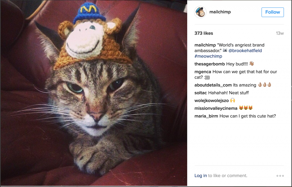 Cat wearing monkey hat.