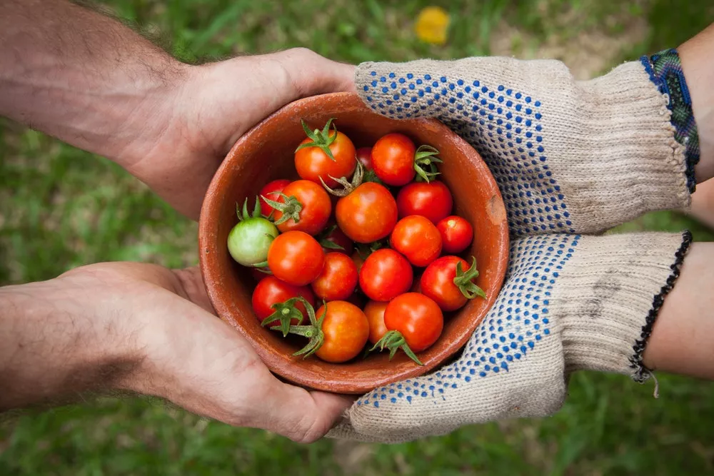 Fresh tomatoes, healthy eating.