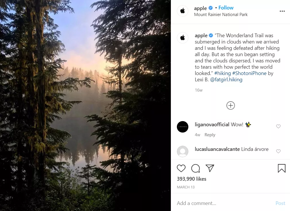 Forest scene, sunrise, iPhone photo.