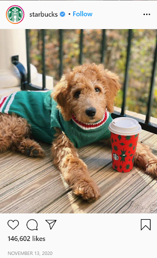 Dog with Starbucks cup.