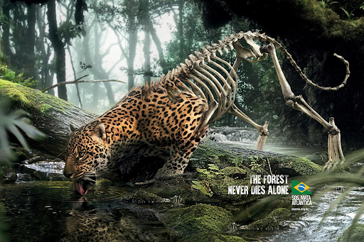 Jaguar skeleton, forest conservation.