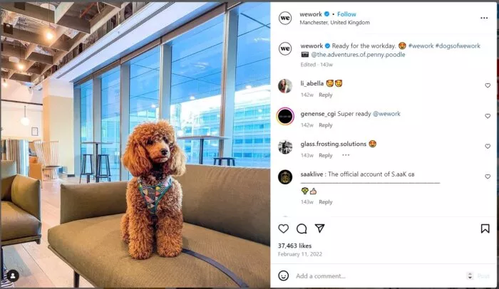 Dog in WeWork space, #DogsOfWeWork.