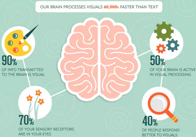 image-of-brain-and-how-it-processes-things
